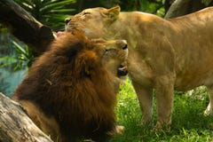 Couple of lion lovers giving a hug stock image Couple of lion lovers giving a hug stock image
