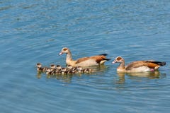 Couple nile geese swimming with newborn young. Father and mother nile goose swim on water of lake protecting many newborn young stock photo Couple nile geese swimming with newborn young. Father and mother nile goose swim on water of lake protecting many newborn young stock photo
