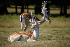 Couple Of Dappled Deers Royalty Free Stock Image