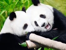Couple Of Pandas Stock Image