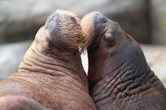 Couple Of Walruses Stock Photos
