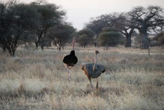 Couple of ostriches, Tarangire National Park, Tanzania stock image Couple of ostriches, Tarangire National Park, Tanzania stock image