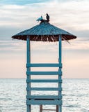 A couple of pigeons. Date pigeons. Valentine`s Day stock image A couple of pigeons. Date pigeons. Valentine`s Day stock image