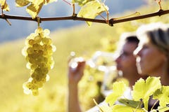 Couple Tasting Wine In Vineyard Royalty Free Stock Photo Couple Tasting Wine In Vineyard Royalty Free Stock Photo