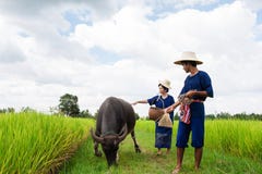 Couple Thai Farmer With Buffalo Stock Images