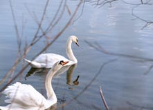 Couple of Two Swans swimming Stock Photography Couple of Two Swans swimming Stock Photography
