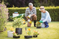 Couples aînés faisant du jardinage ensemble photo libre de droits Couples aînés faisant du jardinage ensemble photo libre de droits