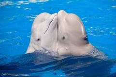 Couples de danse de baleines blanches photos stock Couples de danse de baleines blanches photos stock