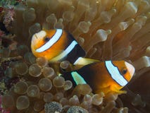Couples de Nemo faisant face vis-à-vis du sens image libre de droits Couples de Nemo faisant face vis-à-vis du sens image libre de droits