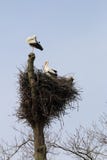 Couples des cigognes dans l'arbre, Brummen, Hollande image stock Couples des cigognes dans l'arbre, Brummen, Hollande image stock