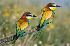Couples des oiseaux Couples des oiseaux