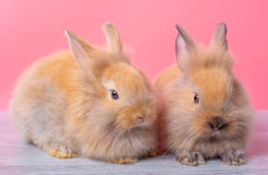Couplez les petits lapins mignons brun clair restent sur la table en bois grise avec le fond rose images stock Couplez les petits lapins mignons brun clair restent sur la table en bois grise avec le fond rose images stock