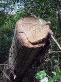 Coupé en bas de l'arbre a découpé dans et écrit au moment avec un amour Hea photo libre de droits Coupé en bas de l'arbre a découpé dans et écrit au moment avec un amour Hea photo libre de droits