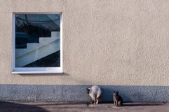 Cats. Courage and fear. Antonyms royalty free stock images Cats. Courage and fear. Antonyms royalty free stock images