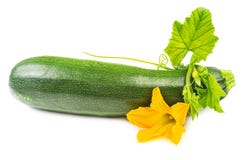 Courgette com as flores isoladas imagem de stock royalty free Courgette com as flores isoladas imagem de stock royalty free