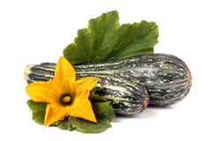 Courgette deux avec la feuille et la fleur d'isolement sur le fond blanc Images stock Courgette deux avec la feuille et la fleur d'isolement sur le fond blanc Images stock