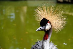 couronné avec une couronne d'or sur le fond vert de l'eau images stock couronné avec une couronne d'or sur le fond vert de l'eau images stock