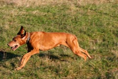 Courses de chien de Vizsla à travers le pré d'été photographie stock libre de droits Courses de chien de Vizsla à travers le pré d'été photographie stock libre de droits
