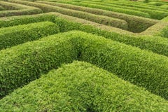 Courses in a labyrinth of green hedges royalty free stock image Courses in a labyrinth of green hedges royalty free stock image