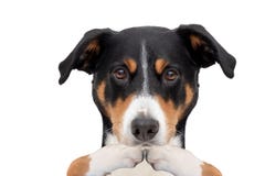 Couvert du chien de bouche de pattes images stock Couvert du chien de bouche de pattes images stock