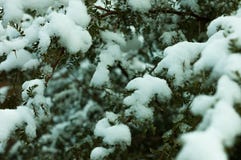 Coverd d'arbre par la neige photo libre de droits Coverd d'arbre par la neige photo libre de droits