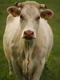 Cow Royalty Free Stock Image