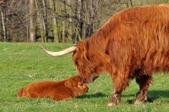 Cow And Calf Of Highland Cattle Royalty Free Stock Photos