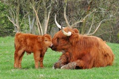 Cow And Cute Calf Of Highland Cattle Stock Image
