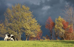 Cow in Autumn Stock Images Cow in Autumn Stock Images