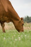 Cow Brown In Meadow Grazing Royalty Free Stock Photo