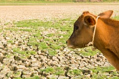 Cow and Cracked earth royalty free stock photos Cow and Cracked earth royalty free stock photos