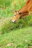 Cow Eat Grass Royalty Free Stock Image