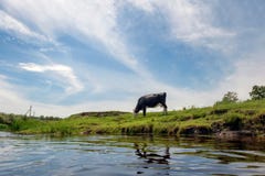 Cow eats grass of the river royalty free stock images Cow eats grass of the river royalty free stock images