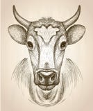 Cow face portrait, front view illustration. vector illustration Cow face portrait, front view illustration. vector illustration