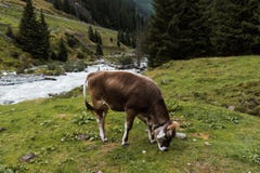 Cow grazing in alpine valley Royalty Free Stock Images Cow grazing in alpine valley Royalty Free Stock Images