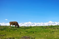 Cow grazing on a green meadow against the white mountains stock image Cow grazing on a green meadow against the white mountains stock image