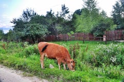 Cow grazing on a green meadow in the mountain village. Beautiful orange cow on a green meadow. Krasnodar region. Russia stock photos Cow grazing on a green meadow in the mountain village. Beautiful orange cow on a green meadow. Krasnodar region. Russia stock photos