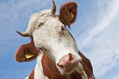Cow Head Stock Photos