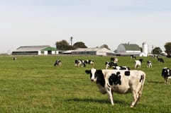 Cow herd in farm pasture