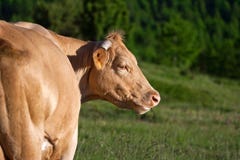Cow In A Prairie Stock Image