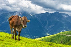 Cow In The Swiss Alps Stock Photo