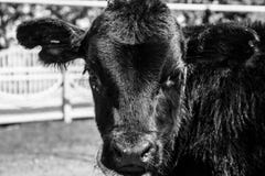 Cow look serious royalty free stock images Cow look serious royalty free stock images