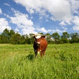 Cow On Green Meadow Royalty Free Stock Photos