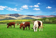 Cow On Green Meadow. Royalty Free Stock Photography
