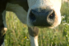 Cow S Muzzle Royalty Free Stock Photos