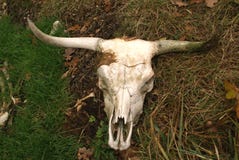 Cow's skull.