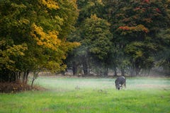 The cow sits on the meadow in autumn. Royalty Free Stock Image The cow sits on the meadow in autumn. Royalty Free Stock Image