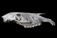 Cow skull stock images Cow skull stock images
