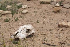 Cow skull in desert Stock Photography Cow skull in desert Stock Photography