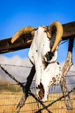 Cow skull ornament hanging on ranch gate royalty free stock images Cow skull ornament hanging on ranch gate royalty free stock images